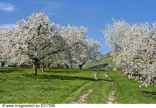 Kirschbaumblüte Hessen Deutschland Europa
