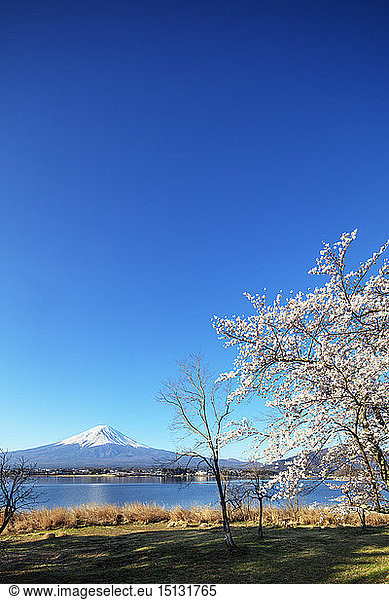 Kirschblüte am Kawaguchiko-See und Berg Fuji  3776 m  UNESCO-Weltkulturerbe  Präfektur Yamanashi  Honshu  Japan  Asien
