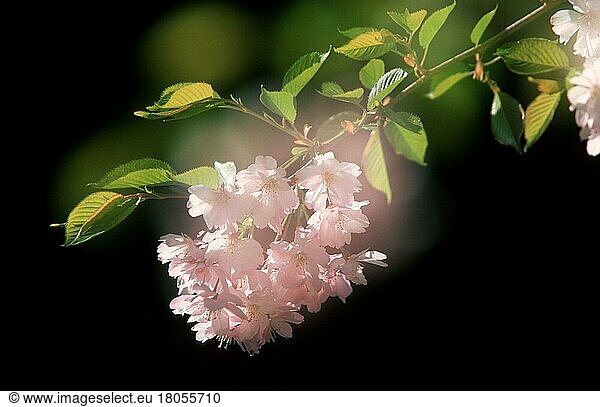 Kirschblüte  Japanische Kirsche  Blüten (Prunus serrulata)  Pflanzen  Rosengewächse  Rosaceae  Blüte  Frühling  Frühjahr  Doppelbelichtung  weich  Querformat  horizontal  Ast  Zweig