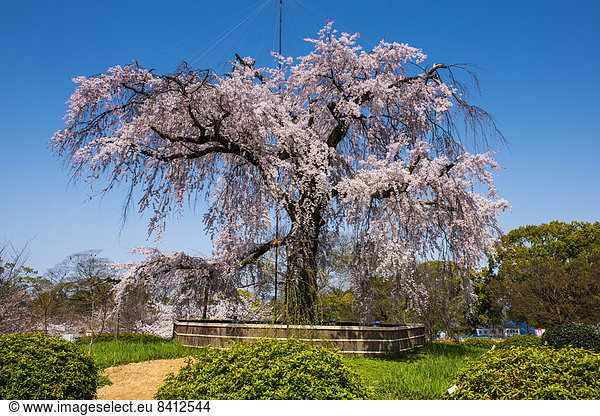 Kirschblüte  Maruyama-Koen Park  Kyoto  Japan