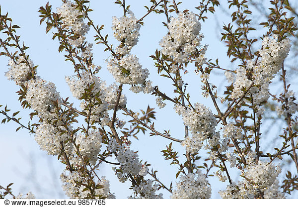 Kirschblüte (Prunus avium) Niedersachsen Deutschland Europa