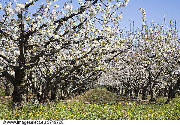 Kirschblüte (Prunus) in der Provence  Südfrankreich  Frankreich  Europa