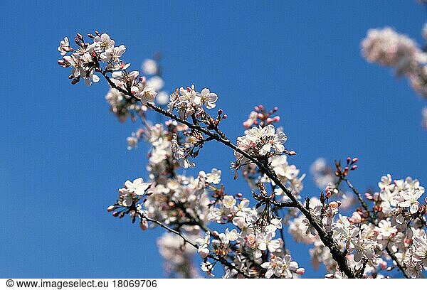 Kirschblüte (Prunus x yedoensis)  Yoshino-Kirsche  Blüten  Rosengewächse  Rosaceae  Zierpflanzen  Ast  Zweig  Blüte  Rosa  Frühling  Frühjahr  Querformat  horizontal