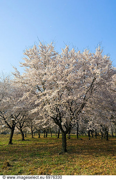 Kirschblüte Tokyo Hauptstadt Japan