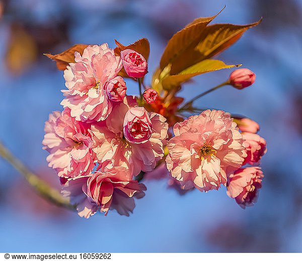 Kirschblüte vor blauem Himmel; Surrey  Britisch-Kolumbien  Kanada