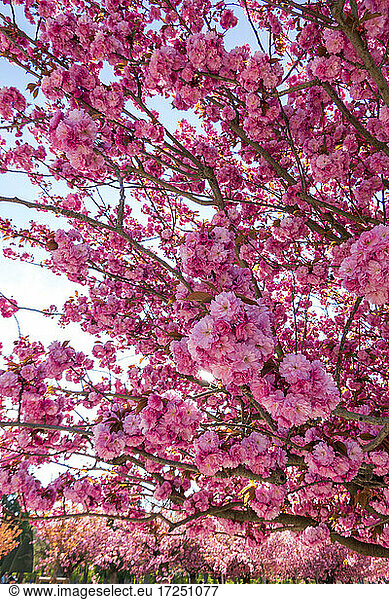 Kirschblüten im Frühling