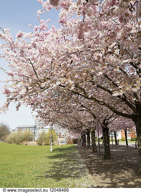 Kirschblüten  Nordrhein-Westfalen  Deutschland