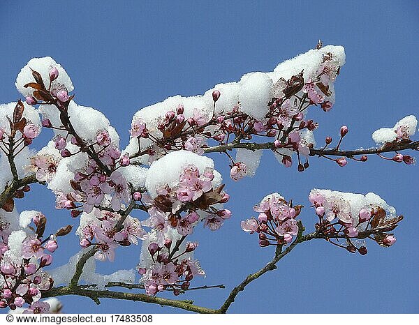 Kirschpflaume (Prunus cerasifera)  blühend mit Schnee  Kirschpflaume  Myrobalane