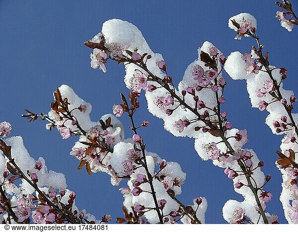 Kirschpflaume (Prunus cerasifera)  blühend mit Schnee  Kirschpflaume  Myrobalane