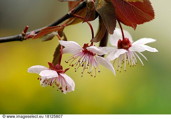Kirschpflaume (Prunus cerasifera)  Pflaumenblüten  Blutpflaume