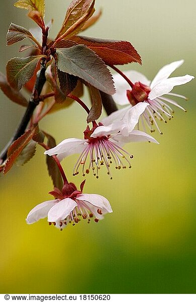 Kirschpflaume (Prunus cerasifera)  Pflaumenblüten  Blutpflaume