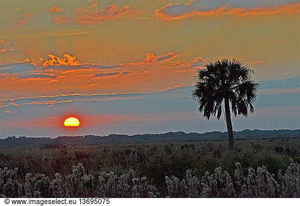 Kissimmee Prairie Sunset  Kissimmee Prairie  FL. November.