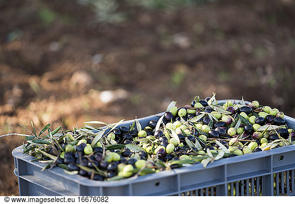 Kiste mit gepflückten Oliven auf einer Obstplantage