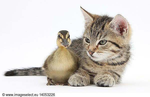 Kitten and Duckling