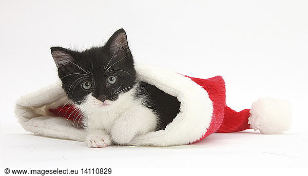 Kitten in Christmas Hat