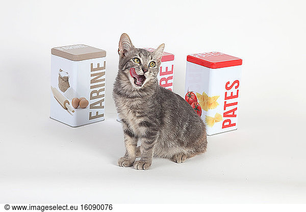 Kitten yawning in front of food boxes on white background