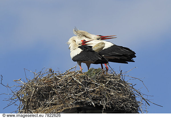 Klappernde Weißstörche auf dem Nest  Paar