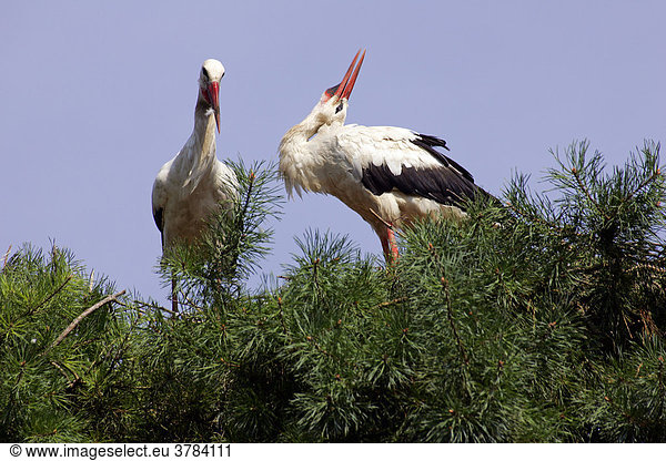 Klappernde Weißstörche auf Nistbaum - Storchenpaar auf Nest (Ciconia ciconia)