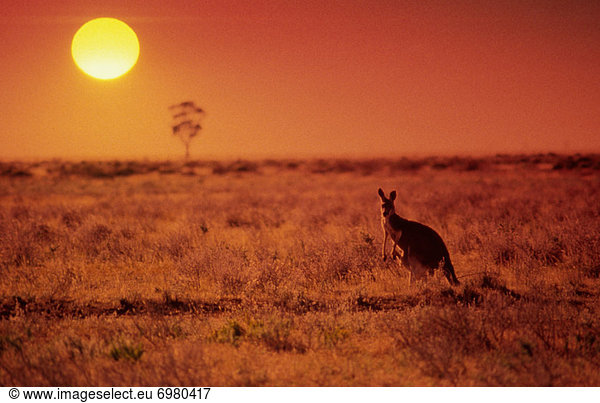 klar  stehend  Sonnenuntergang  Buschland  Australien  Känguru