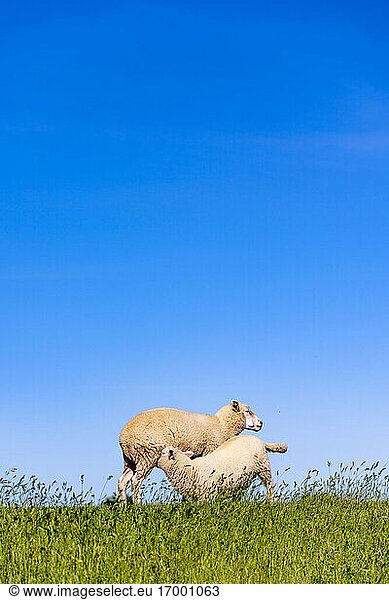 Klarer blauer Himmel über zwei Schafe spielen im Sommer Wiese