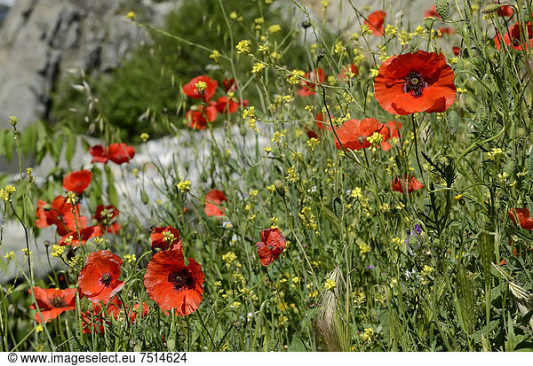 Klatschmohn  auch Mohnblume oder Klatschrose (Papaver rhoeas)  am Wegesrand  Ponte Leccia  Korsika  Frankreich  Europa
