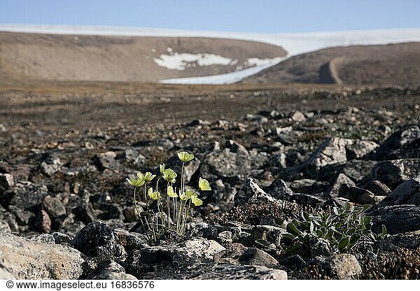 Klatschmohn in Moränen von schmelzenden Gletschern und Inlandeis in Qaanaaq  Grönland.