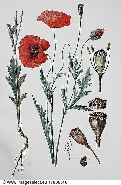 Klatschmohn (papaver rhoeas)  Poppy  Historisch  digital restaurierte Reproduktion einer Vorlage aus dem 19. Jahrhundert