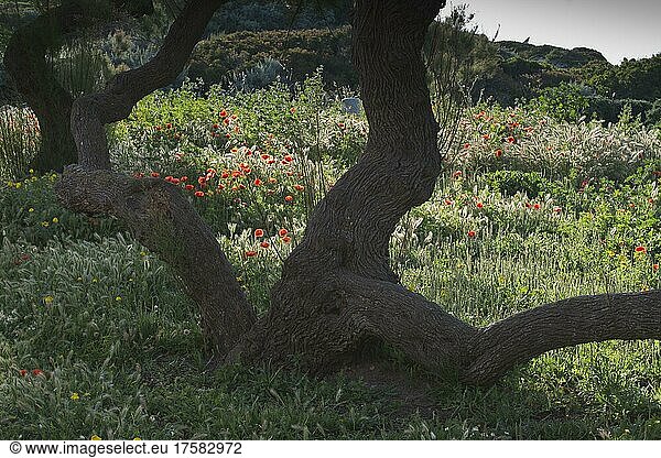 Klatschmohn (Papaver rhoeas) und Olivenbaum (Olea europaea)  Korsika  Frankreich  Europa