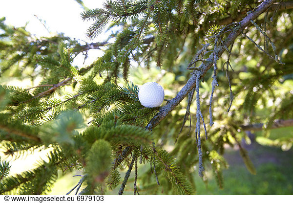 kleben  Baum  Ball Spielzeug  Golfsport  Golf