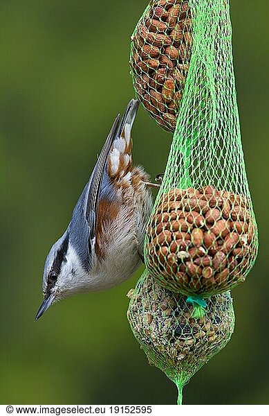 Kleiber (Sitta europaea) beim Fressen von Erdnüssen am Vogelfutterhäuschen  Schweden  Europa