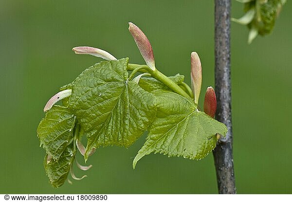 Kleinblättrige Linde (Tilia cordata)  junge Blätter und Deckblätter an einem Baum im Frühling  April