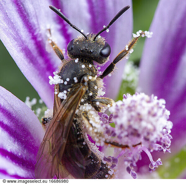 Kleine Biene nimmt ein Pollenkorn auf einer rosa Blume
