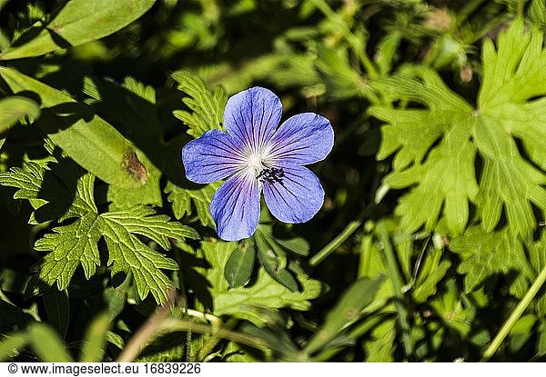 Kleine Blauaugen (Nemophila menziesii). Die Flora von Qaqortoq. Das Bild wurde in der ersten Septemberhälfte aufgenommen. Qaqortoq  Grönland.