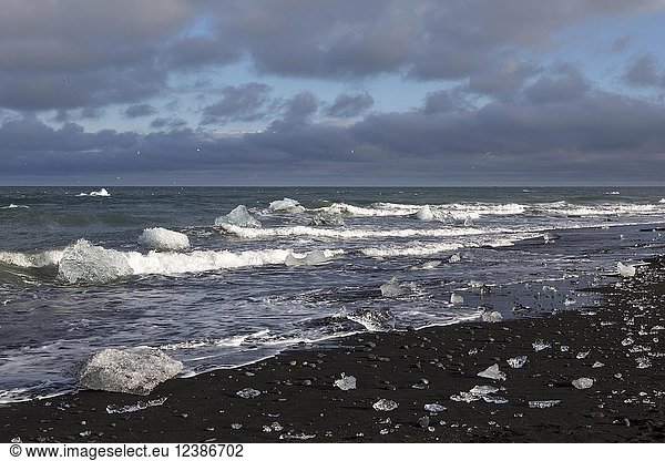 Kleine Eisschollen  Eisbrocken im Meer  schwarzer Lavastrand bei Jökulsarlon  Südisland  Island  Europa