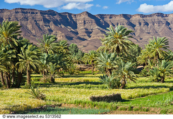 Kleine Getreidefelder im Palmenhain vor der langgezogenen Bergkette des Tafelberg Djebel Kissane  Draa-Tal  Südmarokko  Marokko  Afrika