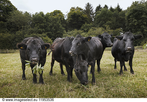 Kleine Herde von Dexter-Rindern auf einer Weide.