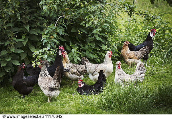 Kleine Herde von Haushühnern in einem Garten.