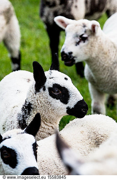 Kleine Herde von Kerry-Hill-Schafen auf einem Bauernhof.