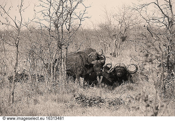 Kleine Herde von Wasserbüffeln  Moremi-Reservat  Botswana  Afrika.