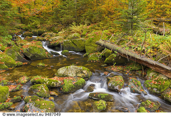Kleine Ohe  Bachlauf im herbstlichen Wald zwischen mit Moos bewachsenen Felsen  Nationalpark Bayerischer Wald  Bayern  Deutschland  Europa