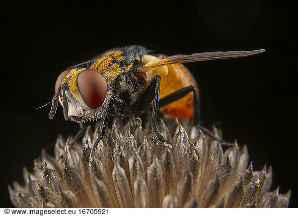 Kleine orange Fliege mit schönen Augen posiert auf einer Pflanze