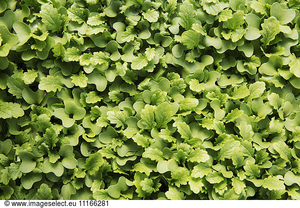 Kleine Salatblätter  Mikroblätter wachsen. Ansicht von oben.