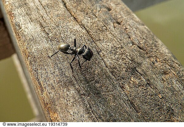 Kleine Schwarze Ameise  sitzend auf einem Holzgeländer  Pantanal  Brasilien  Südamerika