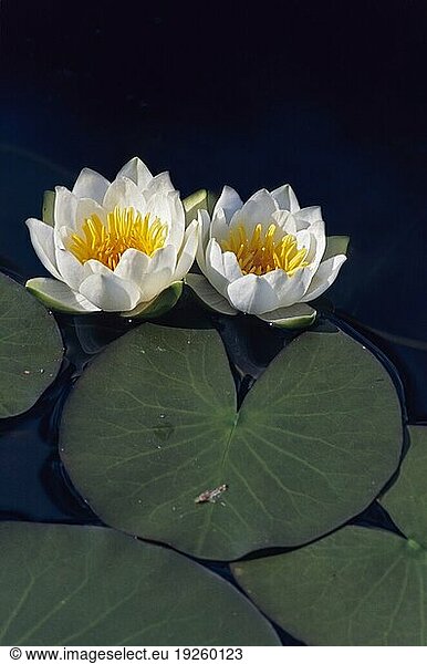Kleine Seerose (Nymphaea) wächst in der Schwimmblattzone der Uferbereiche in Tiefen von 30-150cm (Glaenzende Seerose)  Dwarf Waterlily grows in water depth from 30-150cm candida