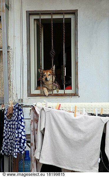 Kleiner Hund in einem vergitterten Fenster paßt auf die Wäsche auf  die zum Trocknen an der Hauswand hängt  in der Altstadt von Neapel  Kampanien  Italien  Europa