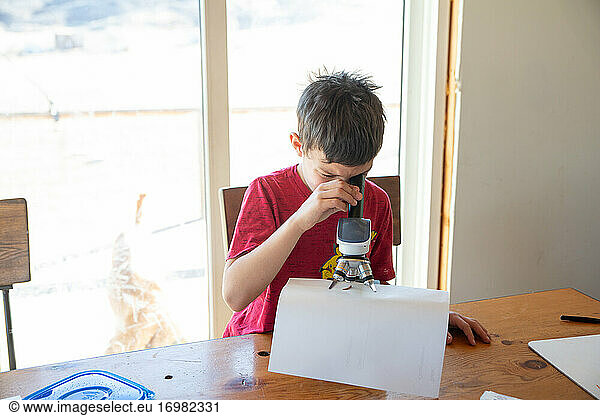 Kleiner Junge  der einen Käfer unter dem Mikroskop untersucht