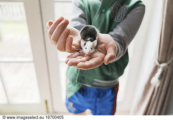 Kleiner Junge hält eine Maus als Haustier fest