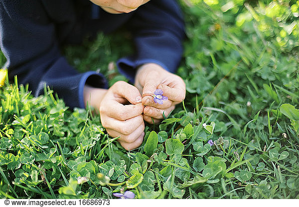 Kleiner Junge mit kleinen schmutzigen Händen  der in seinem Garten Wildblumen pflückt.