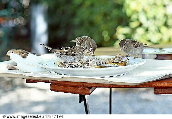 Kleiner kannibalistischer Sperlingsvogel  der Hühnerkadaver von Essensresten auf einem Teller auf einem Restauranttisch frisst