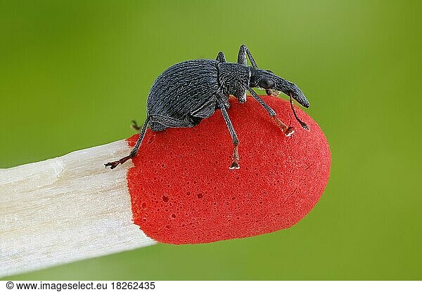 Kleiner Rüsselkäfer (Oxystoma ochropus) auf der Kuppe eines Streichholzes